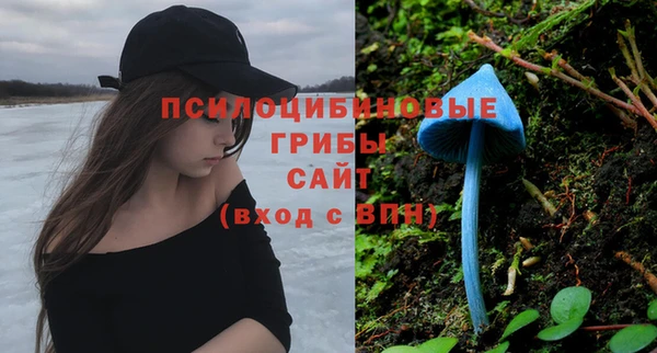 прущие грибы Переславль-Залесский